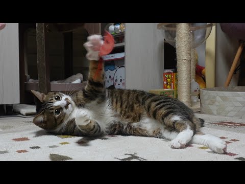 エビに釣られる猫釣られない猫～ライブ終了後のガーちゃんゴマちゃん～【リキちゃんねる　猫動画】 キジトラ 猫のいる暮らし