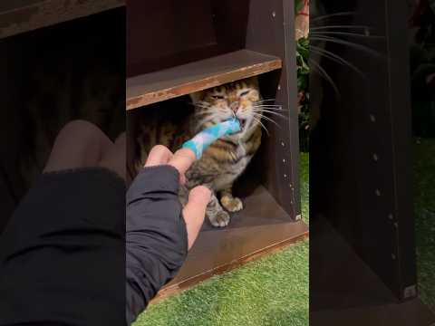 下駄箱に納まってる小さくてかわいい猫【#京都ひょう猫の森 】