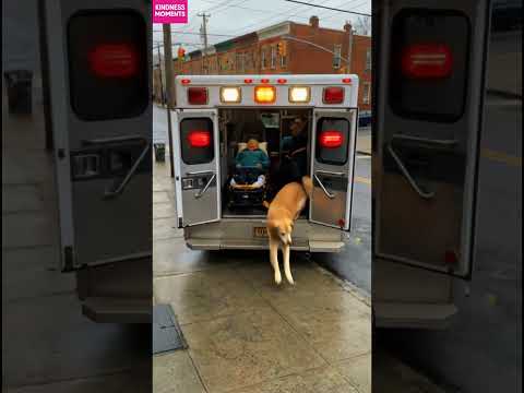 kindness dog 🐶 dramatic rescue for grandma on sidewalk #kindness #doglove #shorts
