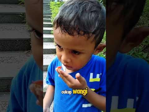 Tanaman Kamuning #adventure #sibolang #petualangan #buah #edukasi #belajar #ciamis