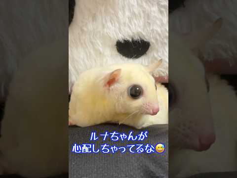 フクロモモンガ赤ちゃん初キャリーにパニック!を見た母が心配する瞬間 #エキゾチックアニマル #可愛い #癒し #ペット #動画