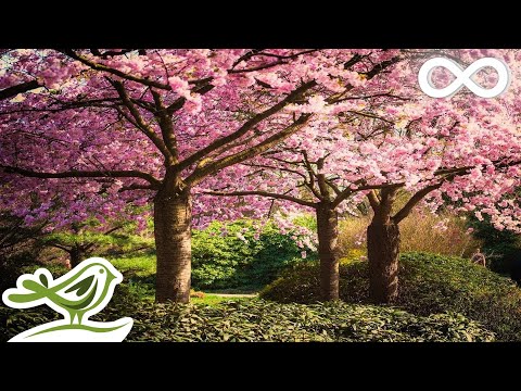 Beautiful Relaxing Music: Japanese Music, Chinese Music, Romantic Music, Meditation Music ★106 - UCjzHeG1KWoonmf9d5KBvSiw