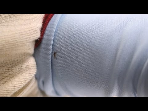 Mosquito Stopper? Permethrin-Treated Shirts Tested | Consumer Reports - UCOClvgLYa7g75eIaTdwj_vg