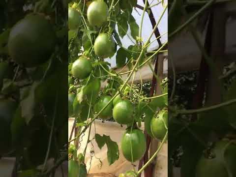 Çarkıfelek Meyvesi Passiflora (yaprak seyreltmesi)