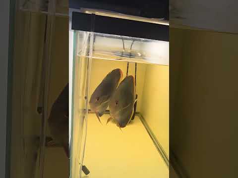 how to change water on discus fry #discus #fish #f 