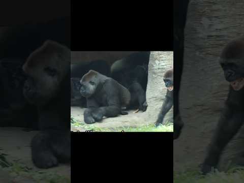 gorilla scream for milk #gorillatag #金剛猩猩 #台北市立動物園 #taipeizoo #shorts サムネイル