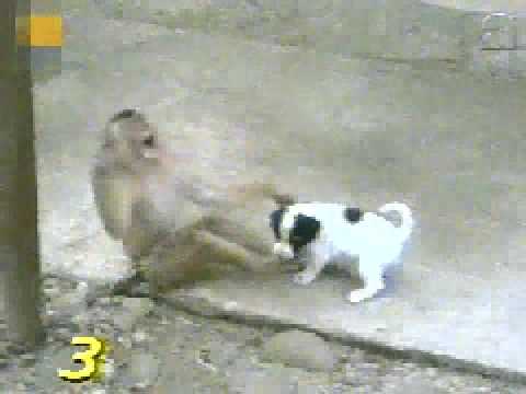 Monkey Laughing at Dog, after checking his P****