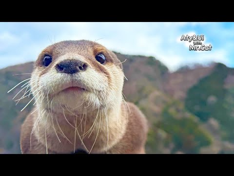 Living Deep in the Mountains for My Otters [Otter Life Day 942]