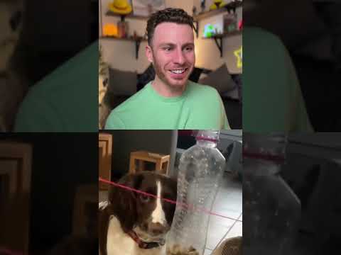 Dog vs Bootleg Piñata