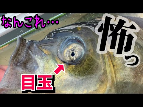 温水の流れる水路で外来生物を捕獲してペットの餌にする。