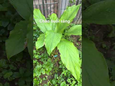 Rau Đắng mọc sau hè