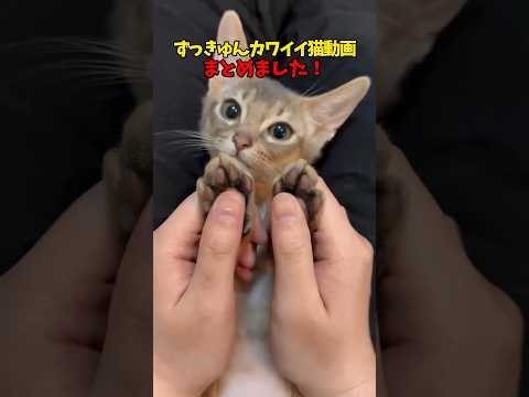 猫の動画サムネイル - これはハートにクる…❤️ #猫 #cat #cats #cute