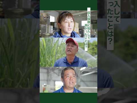 収入保険制度（沖縄県内農家インタビュー編）～つなぎ融資、積立金、高温障害 ～ #Shorts #収入保険 #つなぎ融資 #農業保険