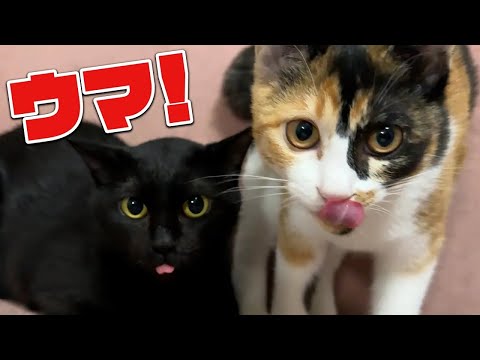 出産したての黒猫ちゃんにおすすめのおやつ