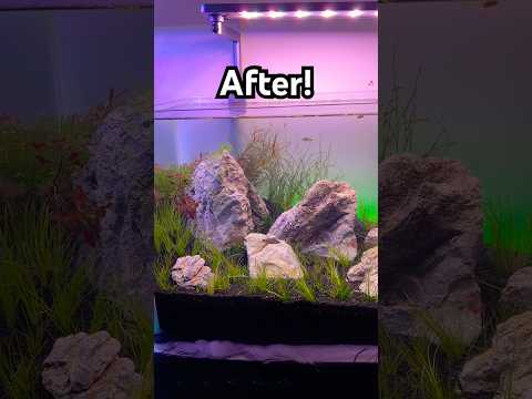 The power of maintenance… #fishtank #nanotank #a 