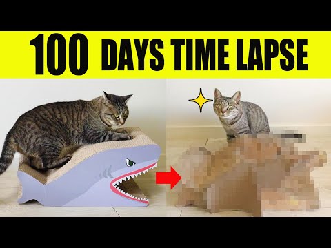 100 days Timelapse | DIY by cats