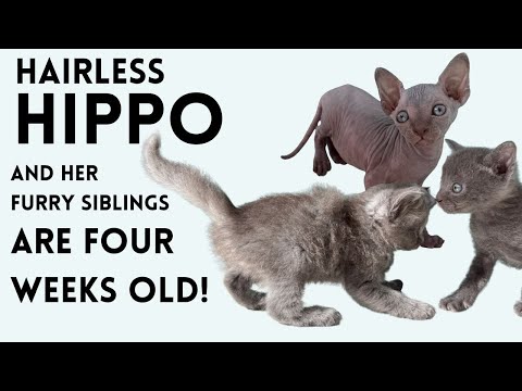 4 Week Update: Hairless Hippo & Fam