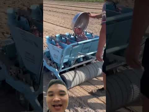 Máy Trồng Tỏi Giá Rẻ #farming