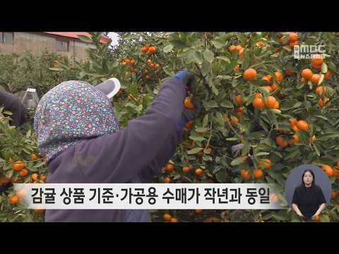<strong>감귤</strong> 상품 기준·가공용 수매가 작년과 동일