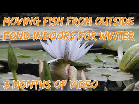 Moving fish from pond to indoors (3 months of vide So this video contains start to finish of moving fish from pond to indoors. It starts at the beginni