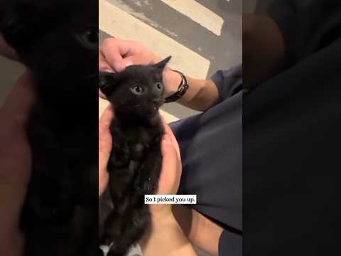 Kind woman rescues and adopts little kitten and then...#love #animals #kindness #cutepet