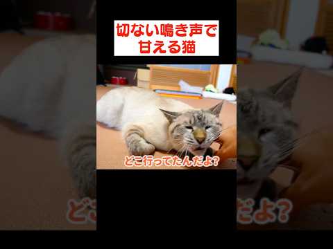 帰宅した飼い主と再会した猫の鳴き声が切ないよ…