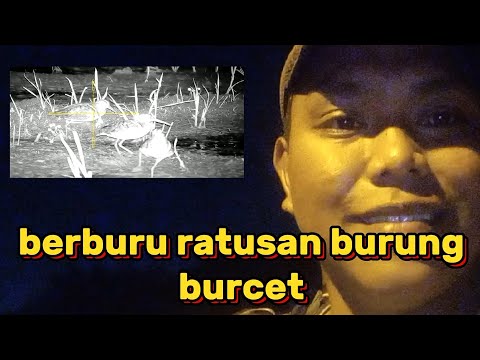 SERUNYA !!! BERBURU RATUSAN BURUNG BURCET MALAM HARI