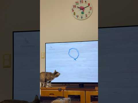 猫アレルギーと仔猫二匹の生活1224日目『YouTube』#shorts #保護猫 #猫