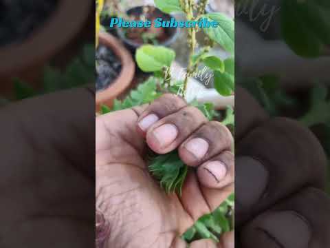 What U call this rare FLOWER in ur area?🤔🌸 ఈ అందమైన పువ్వు పేరేమిటి?🤔 #shorts #aster #flowers