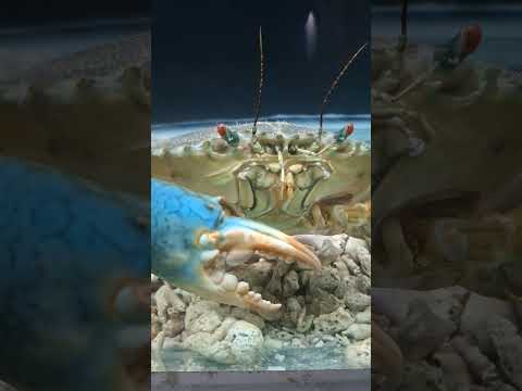 Mud crab | Mangrove crab | Black crab #crab #animals #mudcrab #blackcrab