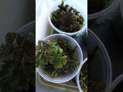 Coś do paludarium design 😉