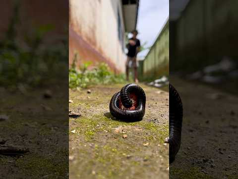 Smart move, only a small candy drop but it made the millipede come out instantly.#shorts#millipede