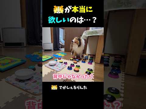 シェルティが本当に欲しいのは・・・？【会話ボタンでしゃべる犬】 #shorts #dog