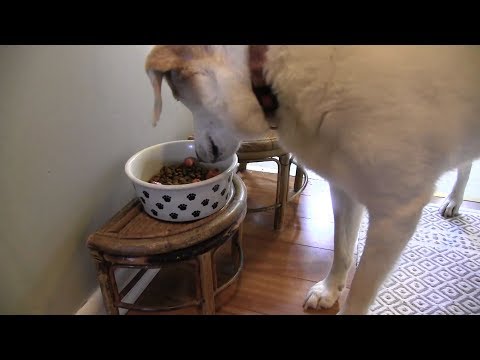 What NOT to Feed Your Dog | Consumer Reports - UCOClvgLYa7g75eIaTdwj_vg