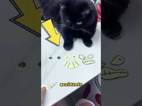 A este gatito le gusta esconderse de su dueño.#cat #cute #pets