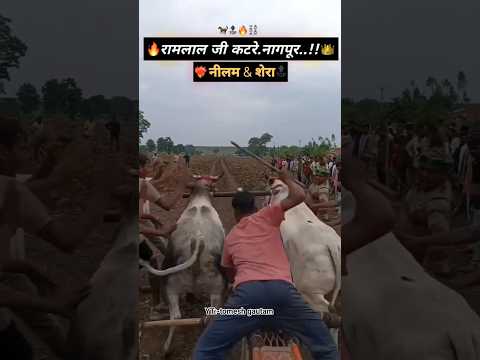 रामलाल जी कटरे.नागपूर (नीलम शेरा) #bailgada #cow #shorts