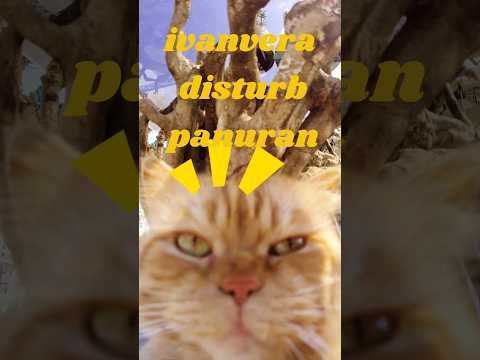 😡 Ivanvera 😜 disturb panuran 🐱 disturbing cat #funny #cute #cat #catvideos #catvideoforkids #comedy