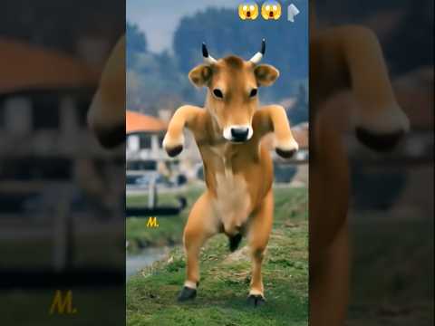 😱cow ka amazing dance video 😱 #cow #dance #short #funny #ytshort #viral #comedy