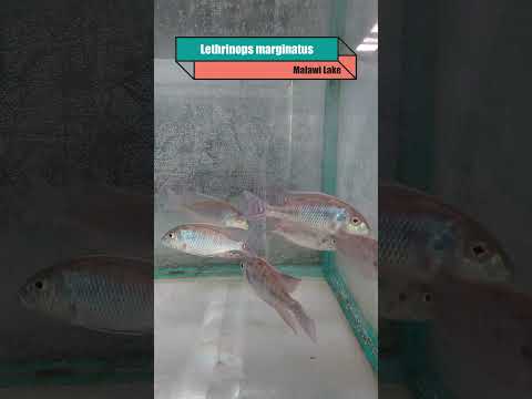 【Tank Display】Lethrinops marginatus #shorts #f Lethrinops marginatus tank display

Release #84 DEAR-AUTUMN / Official Release 2018

Produced by Iks