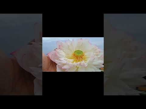 🙏🕉️ Subh Dipawali to all viewers Tropical lotus is a perennial flower 📈✨