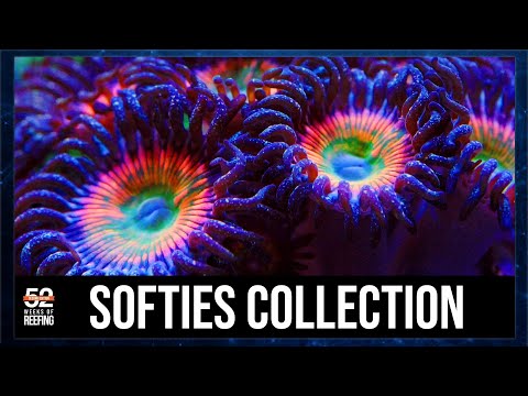 Week 7_ Soft Coral Collection - Evolving a Zen Garden of Coral | 52SE