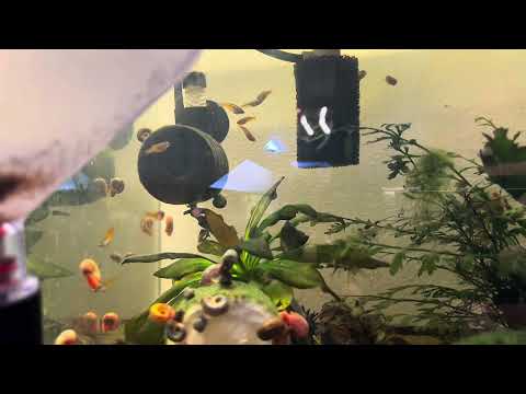 Pseudomugil Luminatus for AAA Aquatic Auction Pseudomugil Luminatus Rainbows or better known as the red neon rainbow is a gorgeous little fish, an
