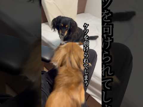 全く誘いに乗らない兄にキレる犬