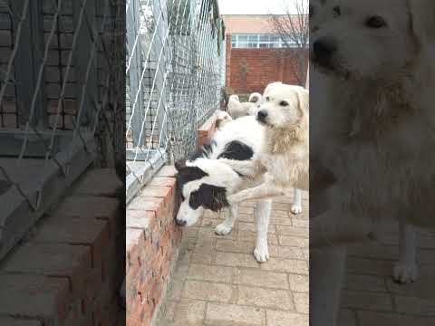 Flower made a mistake again; Longhair (king charles) told it to keep a low profile.