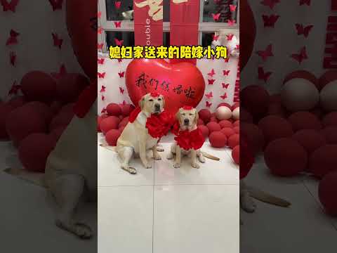 肉肉说了算🐶 ：我不知道啊，她们说来了包吃包住不干活。