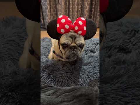 Will YOU stay with Me? 🥰 #cutedog #dogs #shorts