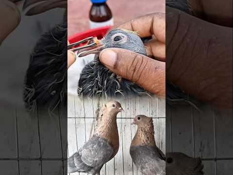 Pigeon pox maggot remove