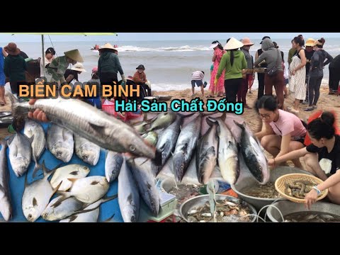 ĐỘC ĐÁO CHỢ CAM BÌNH LAGI BÌNH THUẬN; Dọc bờ biển Hải sản bày bán la liệt giá rẻ chưa từng thấy.