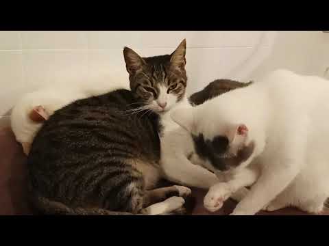 4 Gatti Che Dormono Insieme: Che Relax! E Che Invidia!