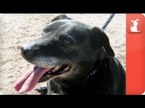 Unattractive black dog never had home - Unadoptables - UCPIvT-zcQl2H0vabdXJGcpg